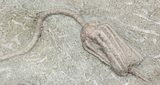 Fossil Crinoid Plate ( Species) - Warsaw Formation, Illinois #56752-4
